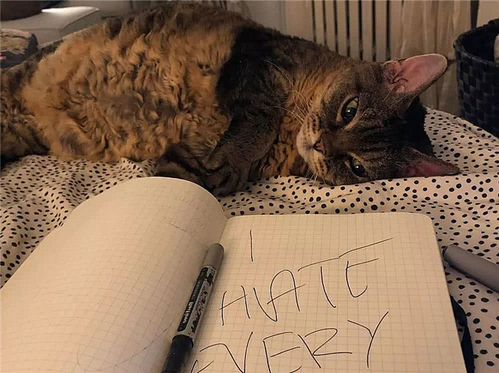 猫咪肺水肿是因为心脏病么,猫咪肺水肿会导致胸水吗