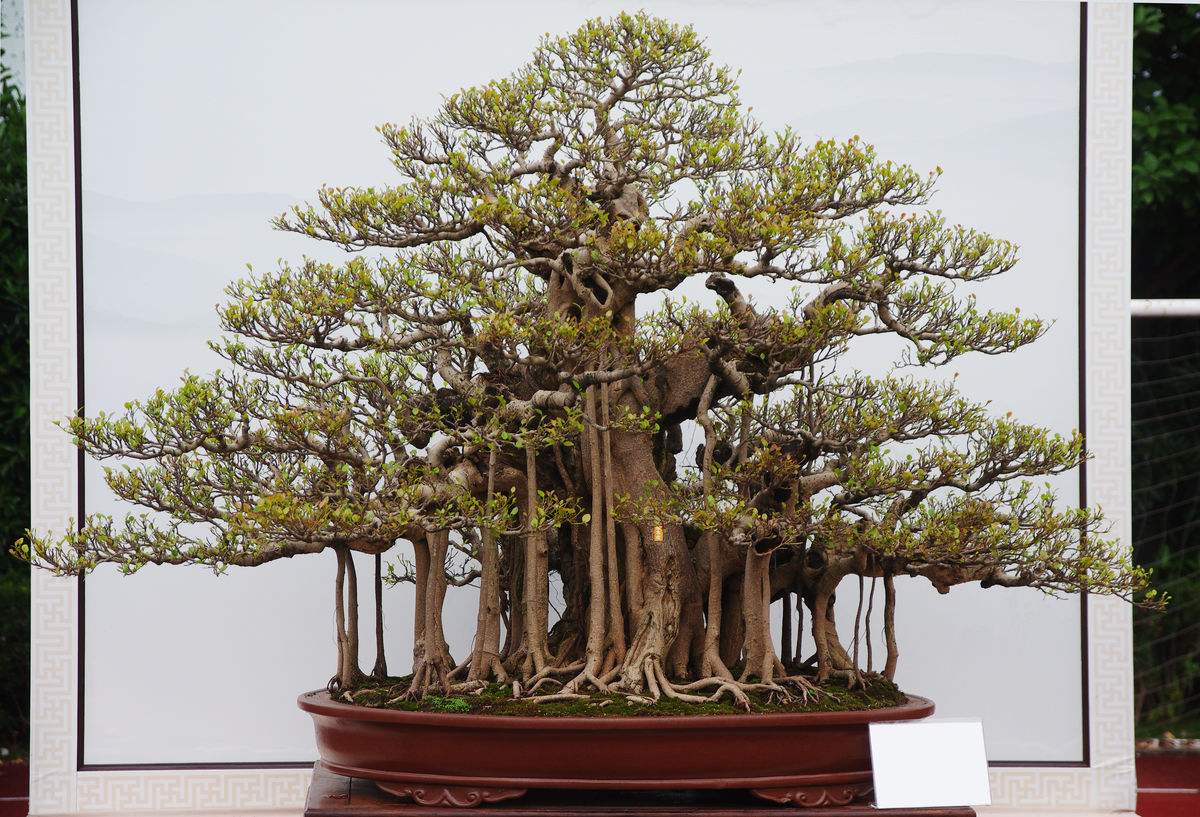 榕树盆景气根造型三法,榕树盆景造型的讲解