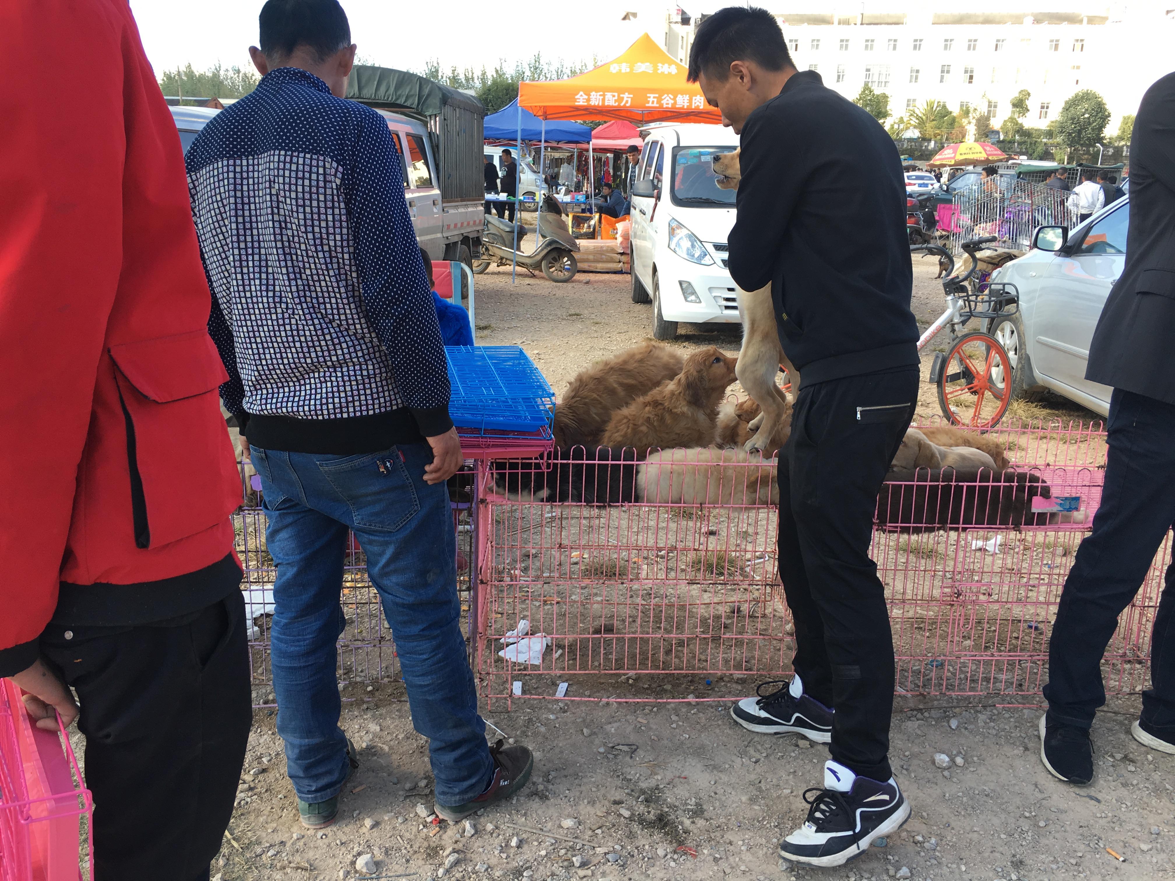 500元买一只拉布拉多,男子花4000买老头的拉布拉多