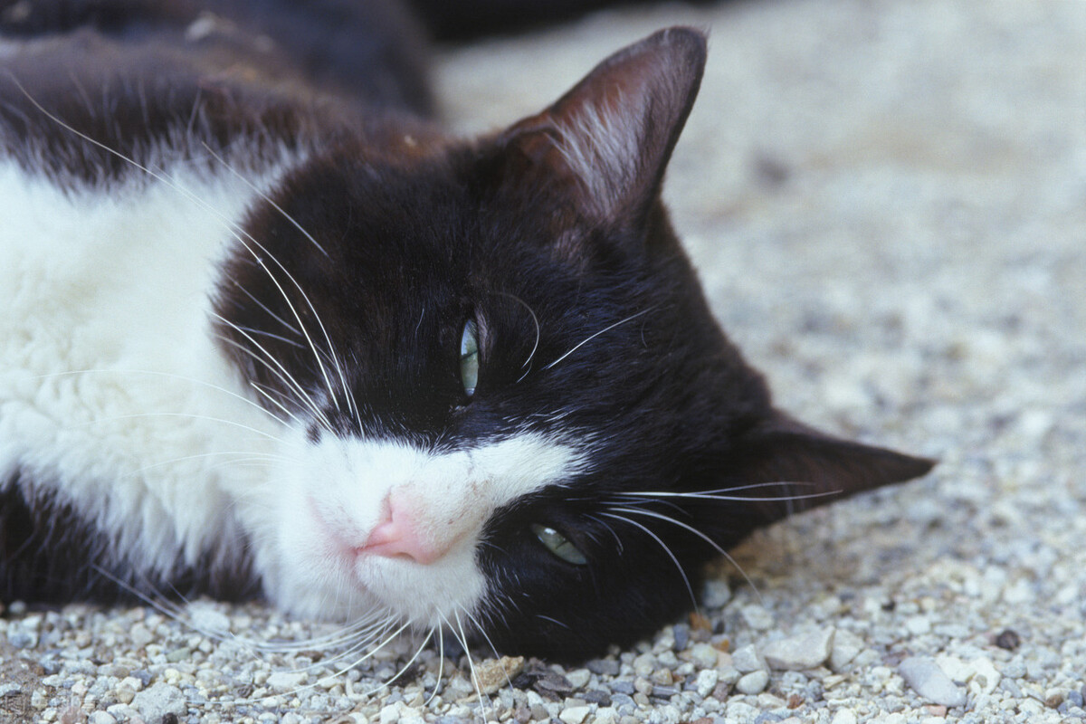 猫咪肚子上一坨赘肉但是不胖,猫咪肚子下坠一块肉是疝气