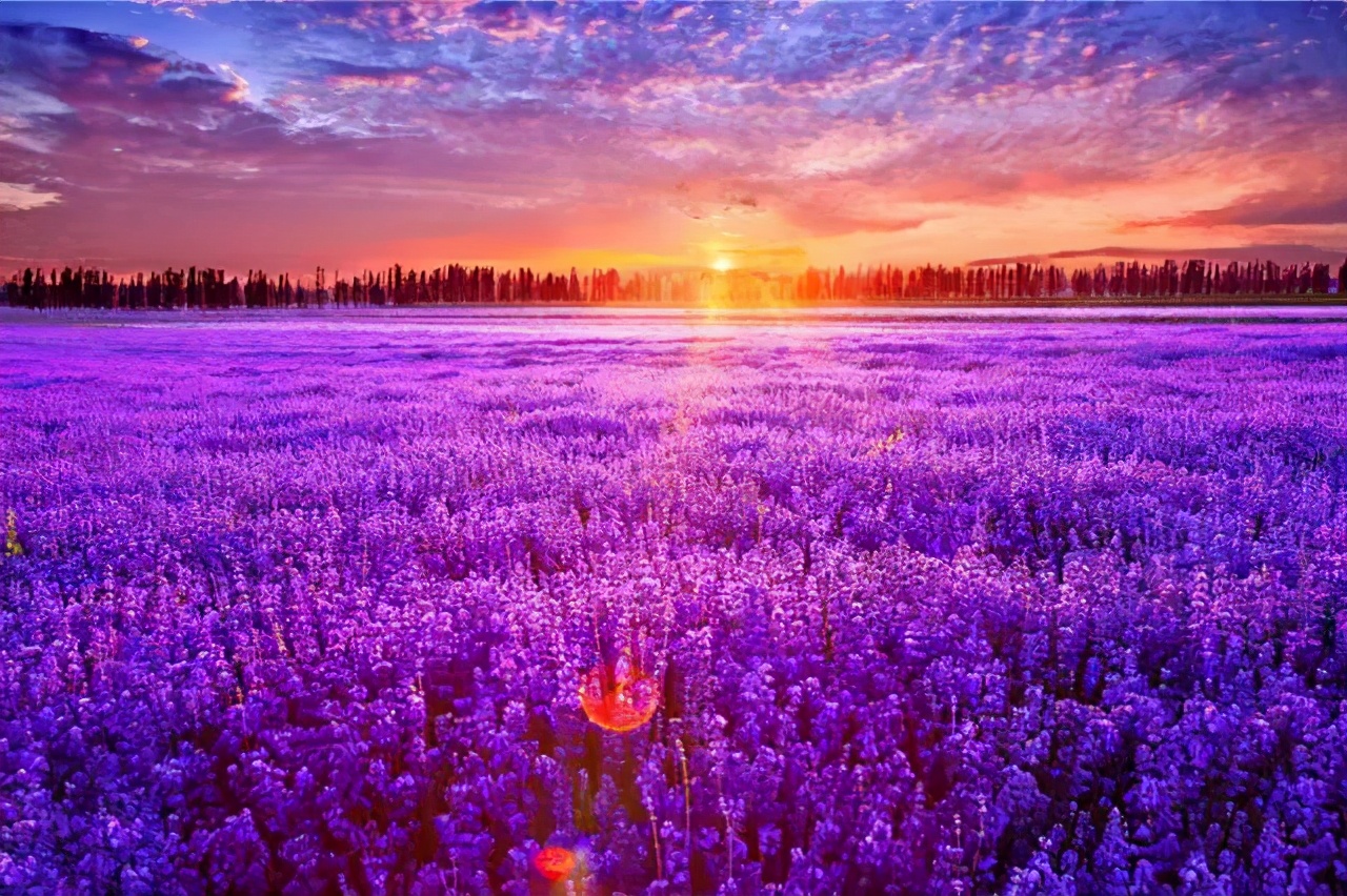 伊犁霍城薰衣草普罗旺斯,霍城薰衣草和北海道普罗旺斯