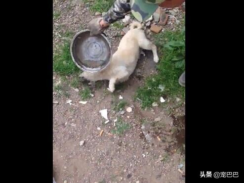 狗被鸡骨头卡住喉,小狗被鸡骨头卡住了会口吐白沫吗