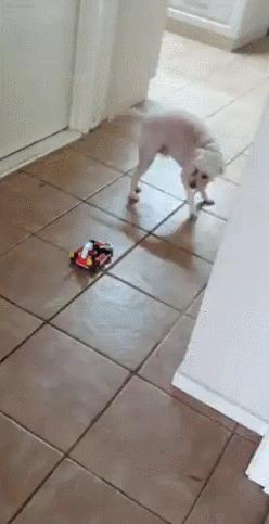 玩《马力欧卡丁车实况：家庭赛车场》前，你问过你家猫咪了吗？