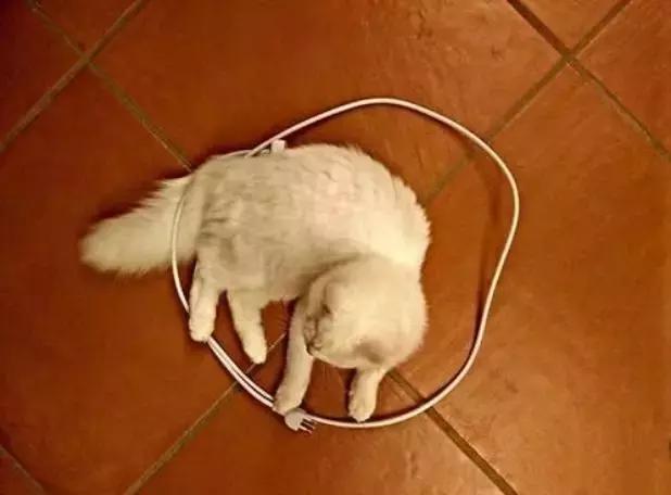 芝士为什么能顶住猫,最近网上说一片芝士就能封印猫咪