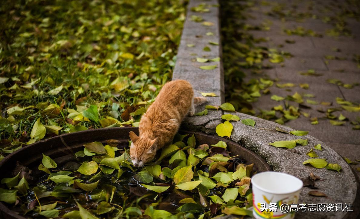 合肥工业大学是985还是211,合工大985还是211