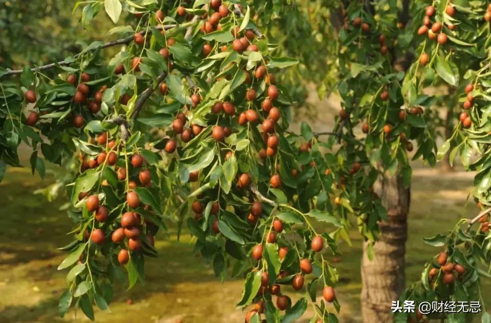 “枣”年爆红的好想你,如何让人再次想起?