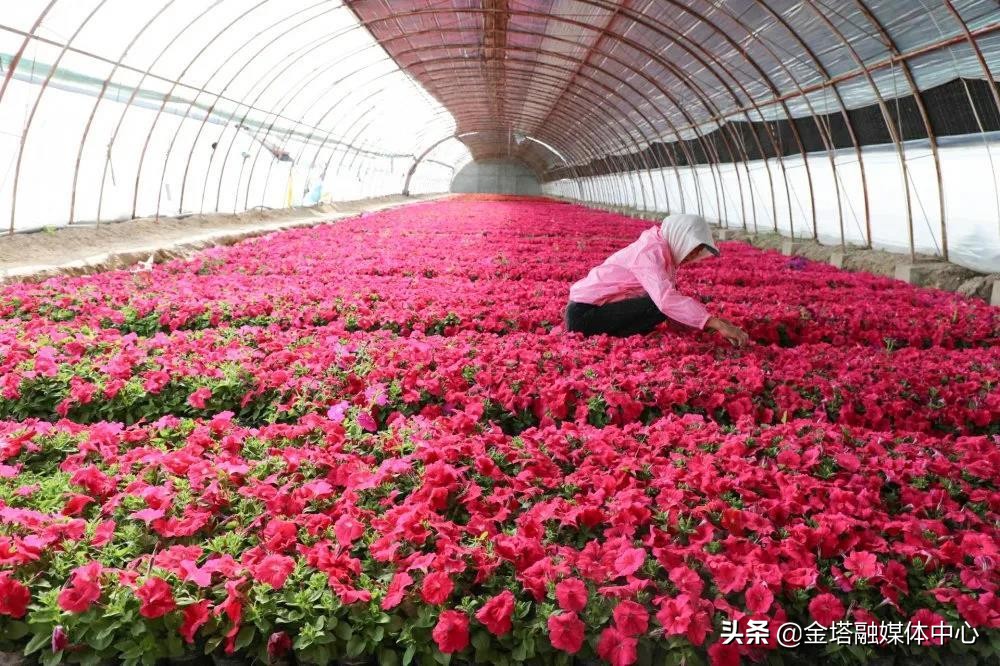 *疆新**兵团二师：开都河畔“花经济”带给职工“花样幸福”