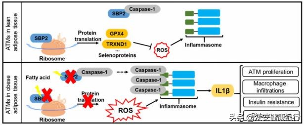 胰岛素与肥胖关系的实验,脂褐素和巨噬细胞