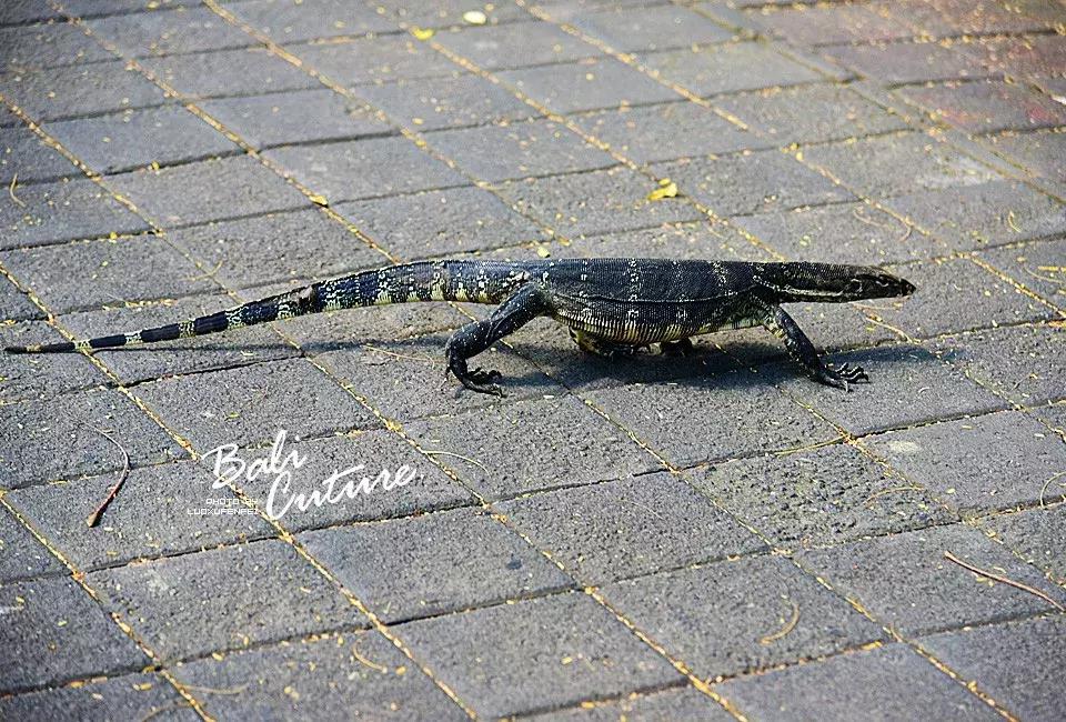 999玩转巴厘究竟嗨不嗨:香遇巴厘,南太平洋的风与海