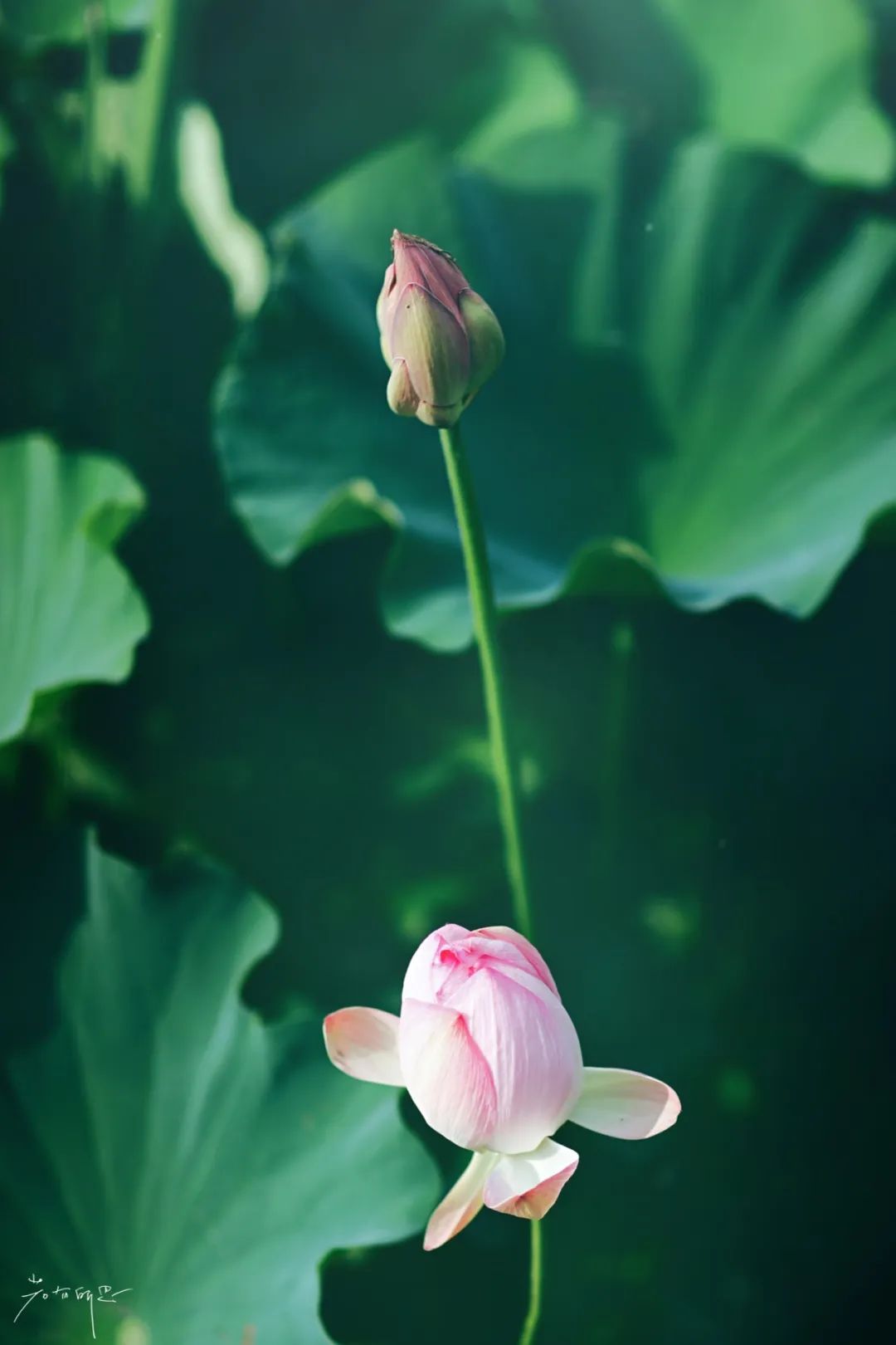 娌欏娴滅殑绱壊鑺辨捣,娌欏娴滈鏅尯鑺辨捣