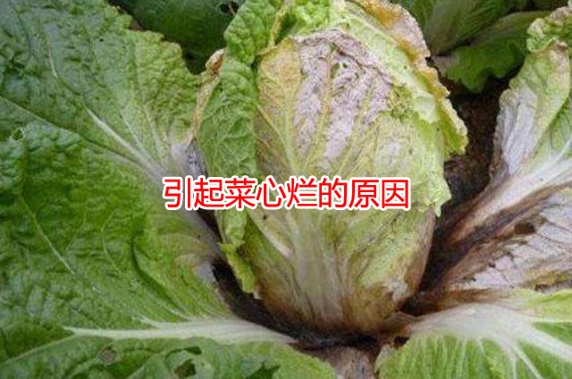 菜心烂心是何原因如何处理,大白菜心烂了怎么回事