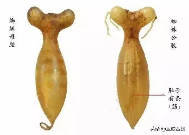 特级正品鱼胶花胶,蜘蛛花胶最好的是哪种