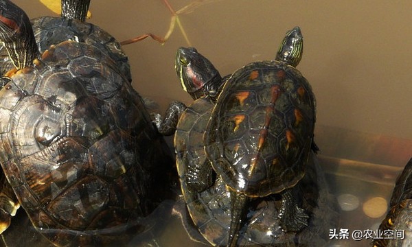 巴西彩龟幼龟最全面的养殖方法,巴西彩龟怎么养最简单的方法