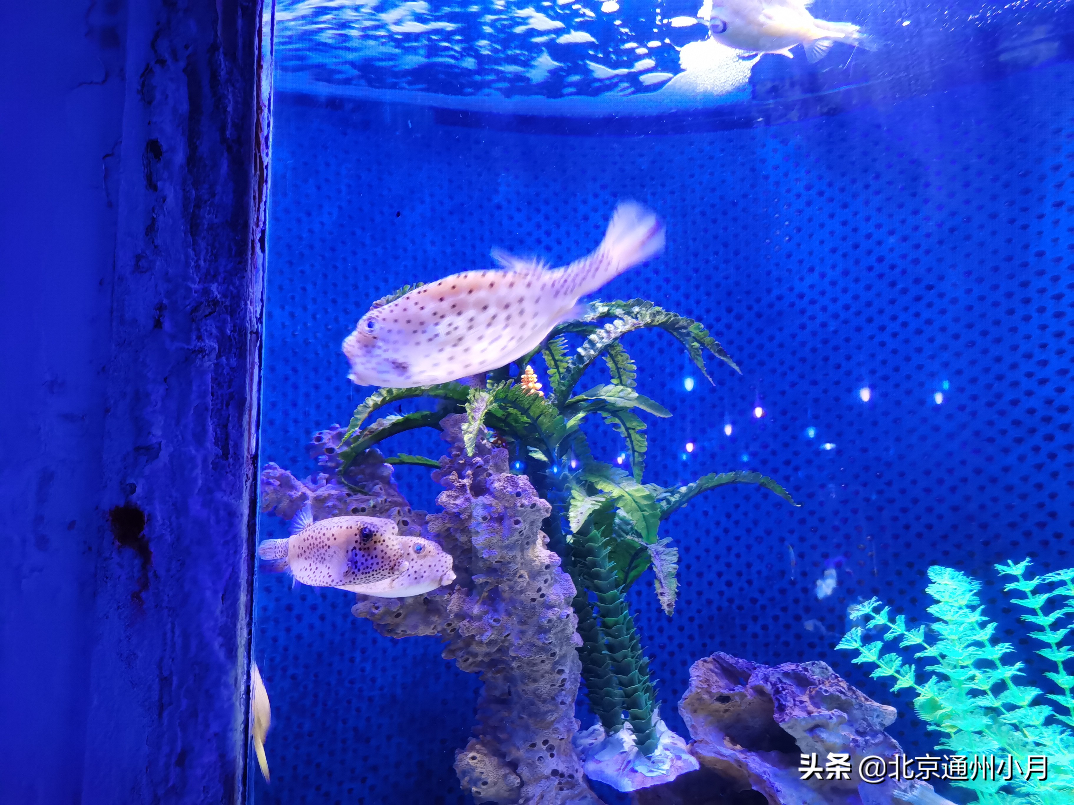 值得去看的海底世界,北京市海底世界门票多少钱