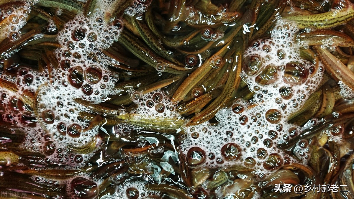 刀鳅养殖技术视频大全,刀鳅养殖有什么条件