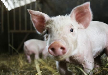 养猪贷款一头贷多少,养猪小额贷款新政策