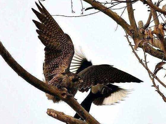 喜鹊吃麻雀幼鸟,喜鹊吃麻雀幼鸟吗