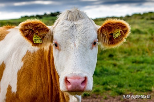 牛误食铁钉有什么症状,牛误食了铁钉怎么处理