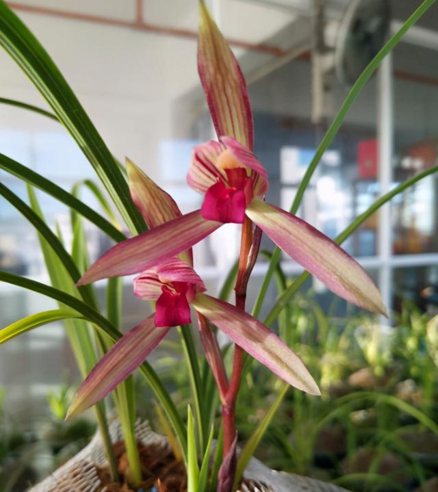 喜欢兰花的征兆,喜欢兰花高贵典雅