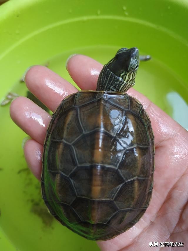 乌龟冬眠前要清肠多久,乌龟冬眠前怎样清肠