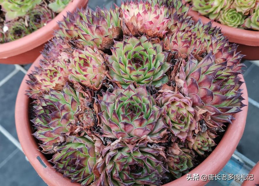 多肉观音莲夏天需要修剪吗,多肉观音莲怎样发侧芽