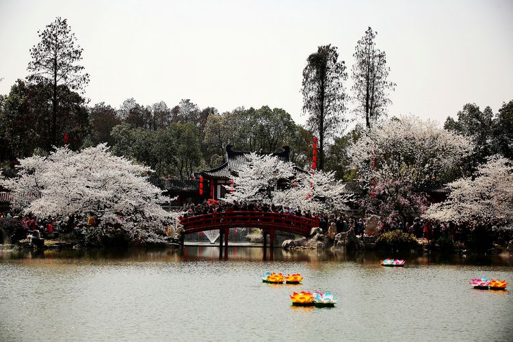 鑻遍泟褰掓潵妯辫姳鏈夌害,妯辫姳鐩涘紑鑻遍泟褰掓潵瀹屾暣瑙嗛