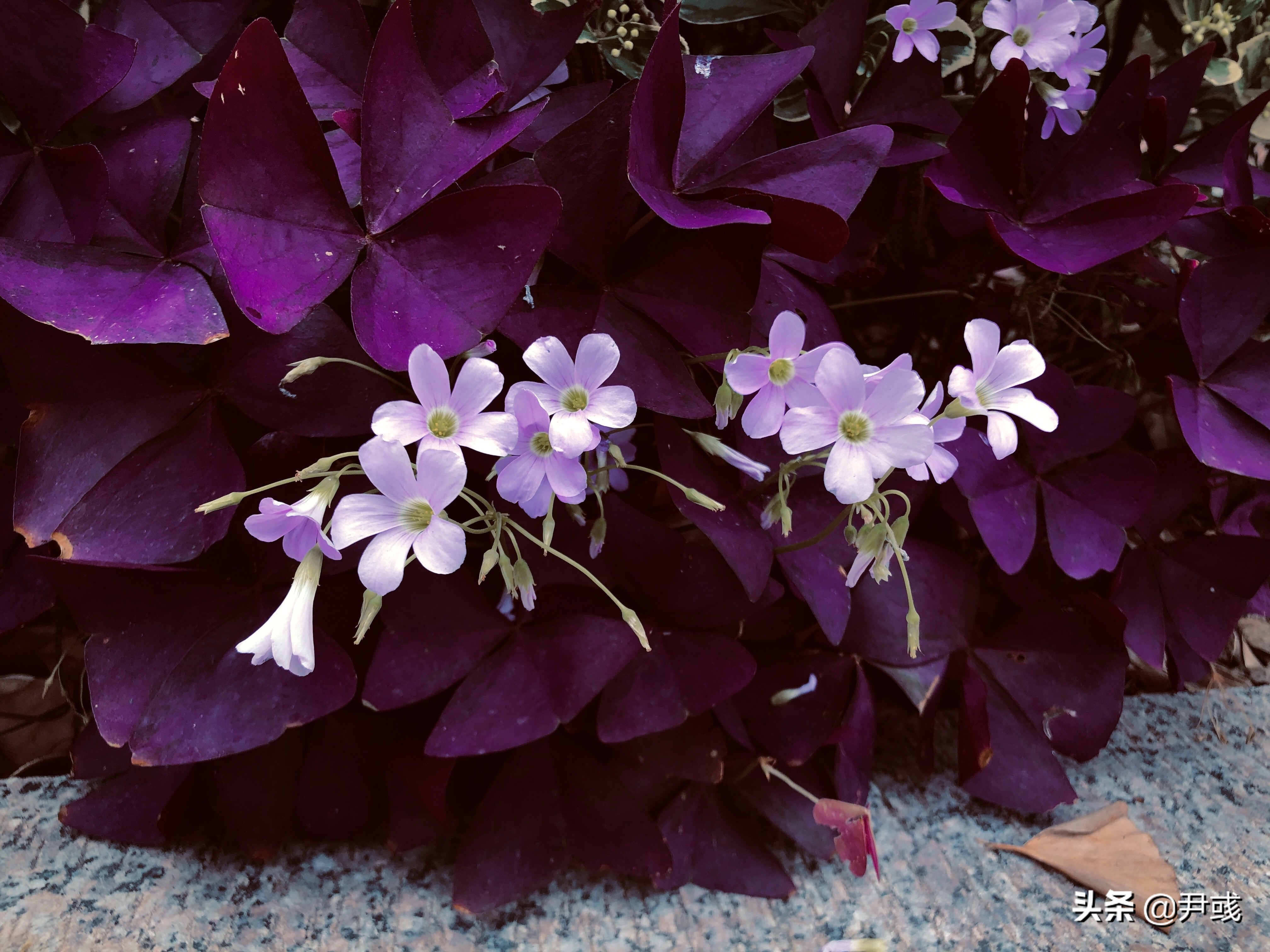 专业英语Day144丨直接向公众宣传以建立最终客户需求