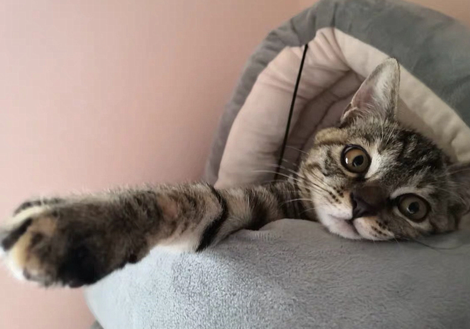 辟谣猫咪真的没有九条命,辟谣猫咪的六个谣言