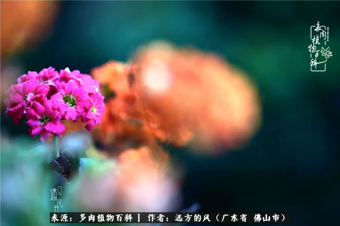 那些花儿在每个角落静静为你开着,那些花儿在每个角落静静地绽放