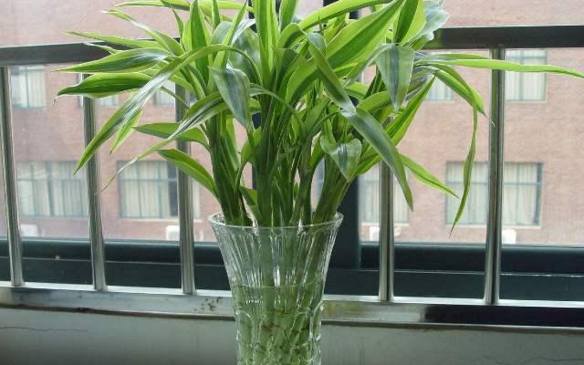 养花水臭怎么办,养花臭水烂根