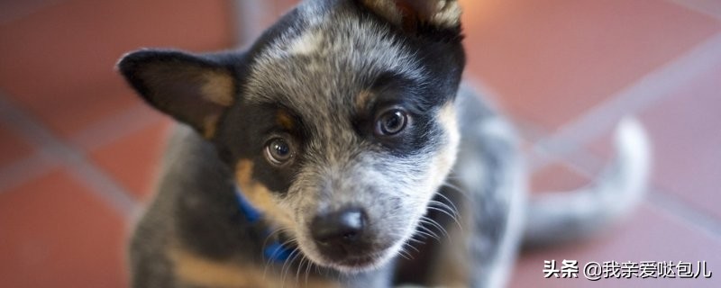 狗狗大便带血有几种原因怎么处理,狗狗大便带血的原因和解决方法