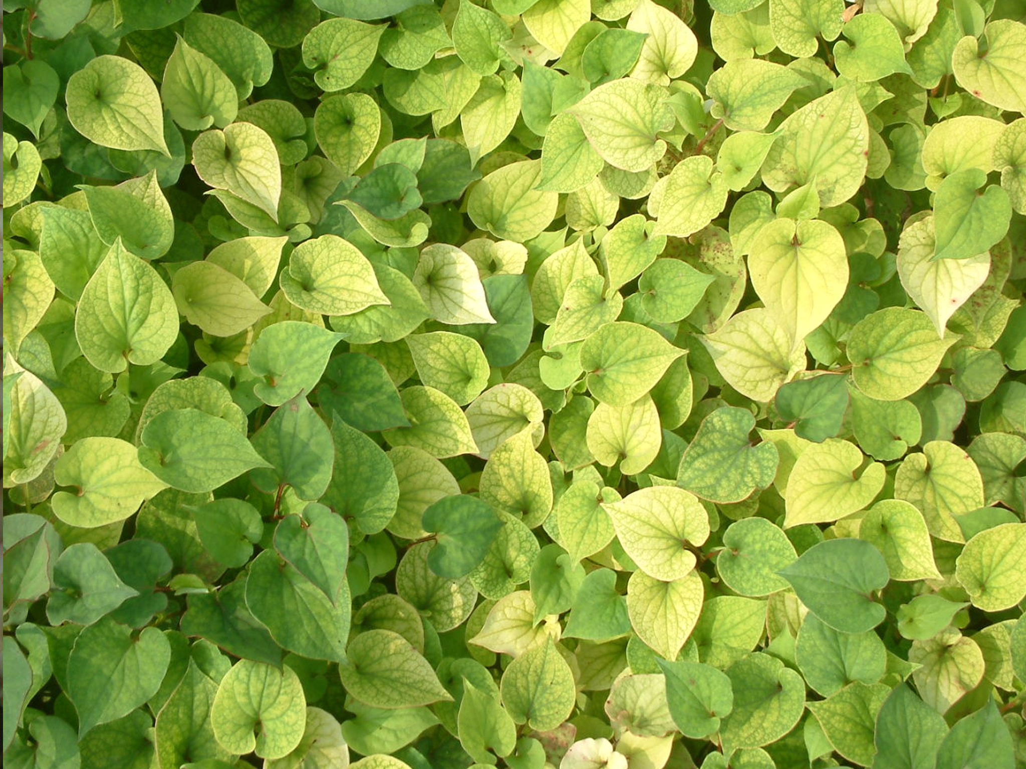 鱼腥草无公害丰产栽培技术,鱼腥草栽培