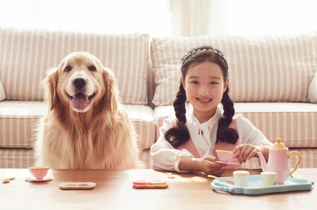 如何看待金毛siri致死托运事件,siri金毛托运事件背后的利益