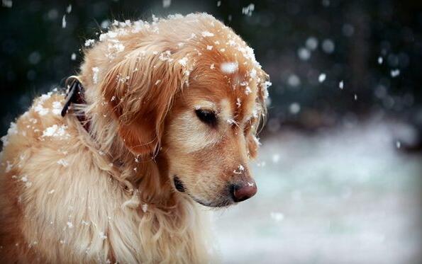 金毛狗排便特别臭怎么回事,金毛便便黑不成形