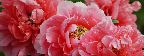 牡丹花怎么浇水,牡丹花怎么养才能活