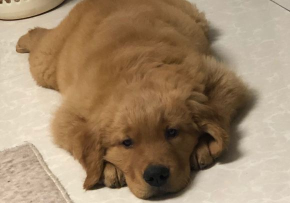 主人给金毛洗澡不听话被打,主人给金毛洗澡金毛一动不动