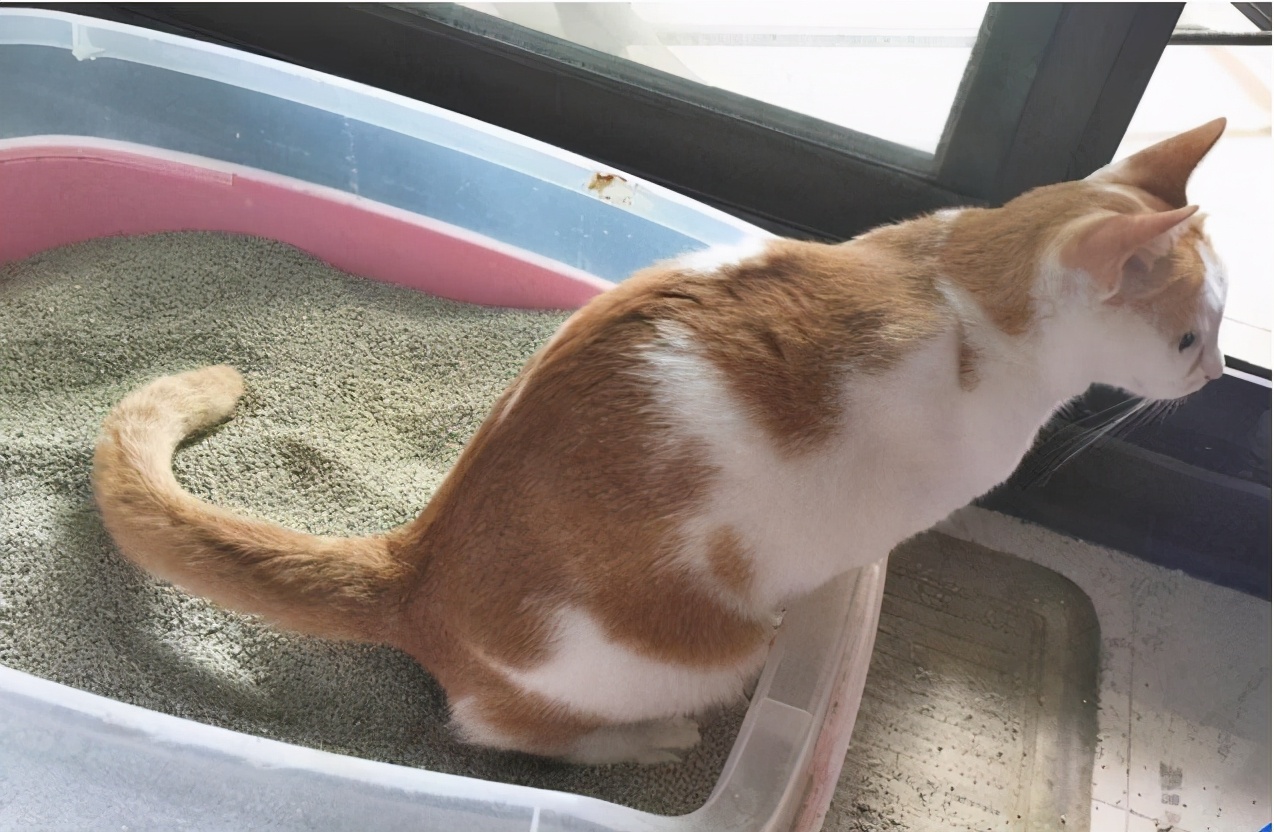 猫咪频繁扒猫砂是怎么回事,刚打扫完猫砂盆猫咪又拉了