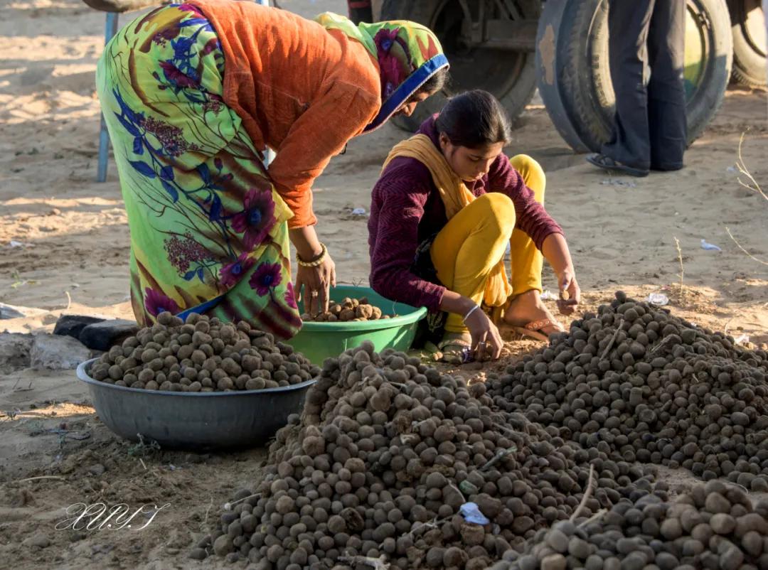 津门网徐屹：印度骆驼节上的人们（上）