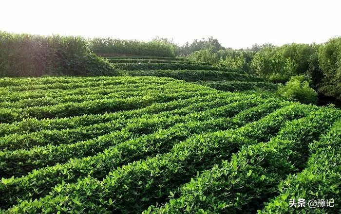 农村女人放下恩怨,乡村女人应该如何收拾男人