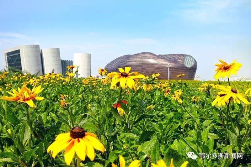 我的鄂尔多斯电视剧乐视,我的鄂尔多斯电视剧片尾曲