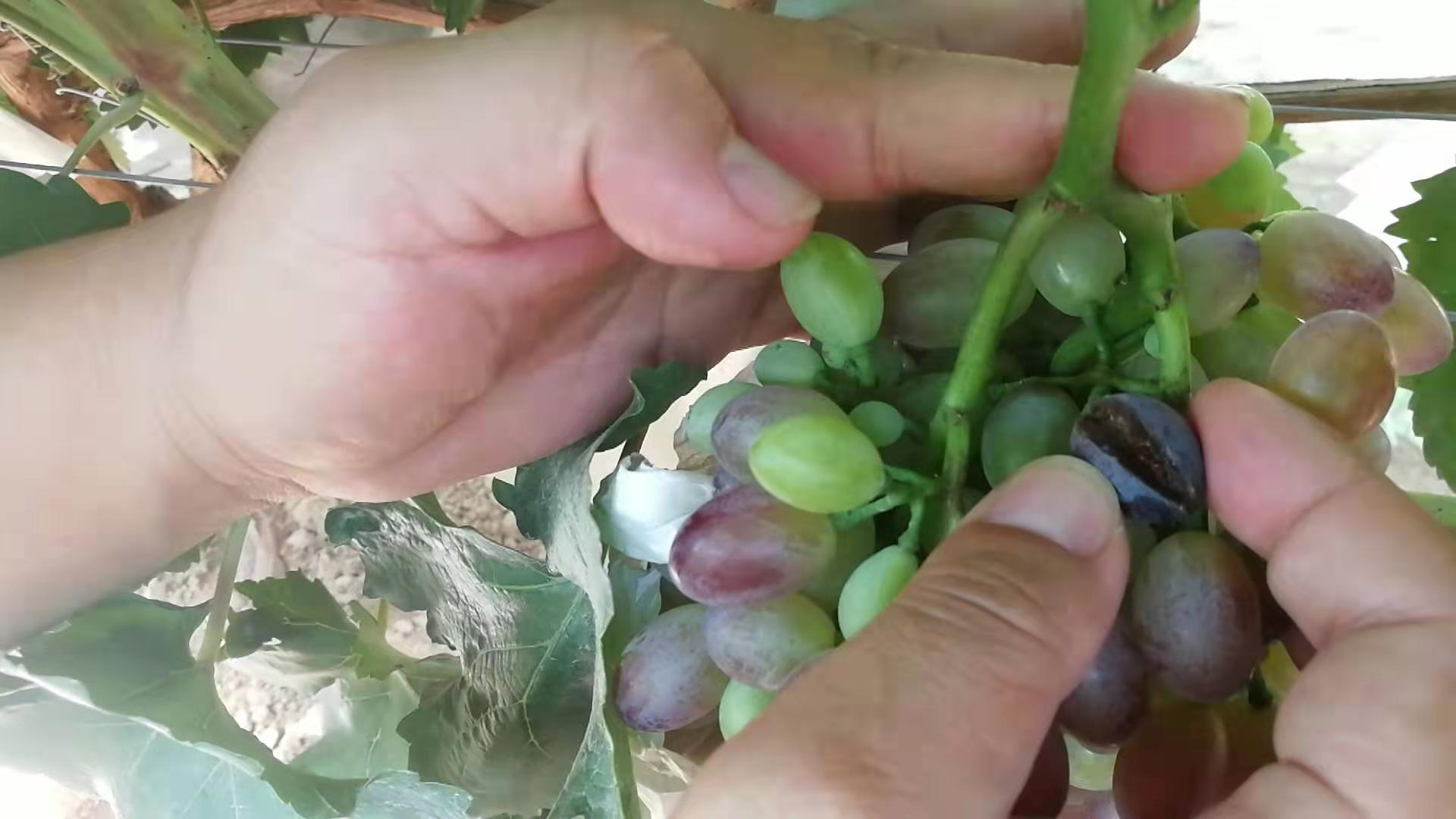 雨后的葡萄是什么样子,雨后的葡萄漂亮吗