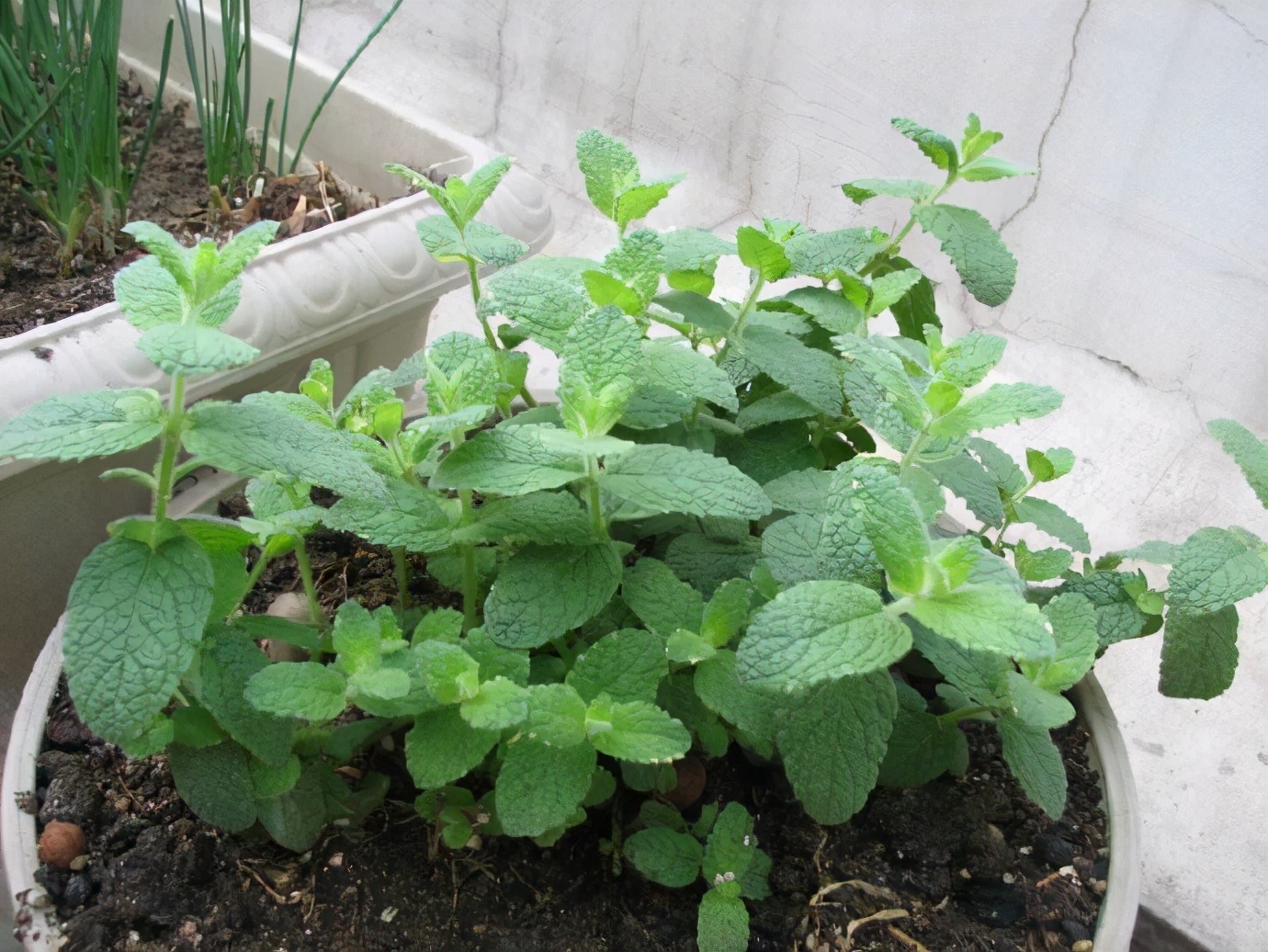 用薄荷种子怎么养出薄荷,薄荷种子一般催芽几天出芽