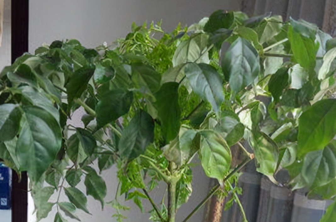 幸福树叶片发黄下垂是怎么回事,幸福树叶子干枯掉落怎么补救呢