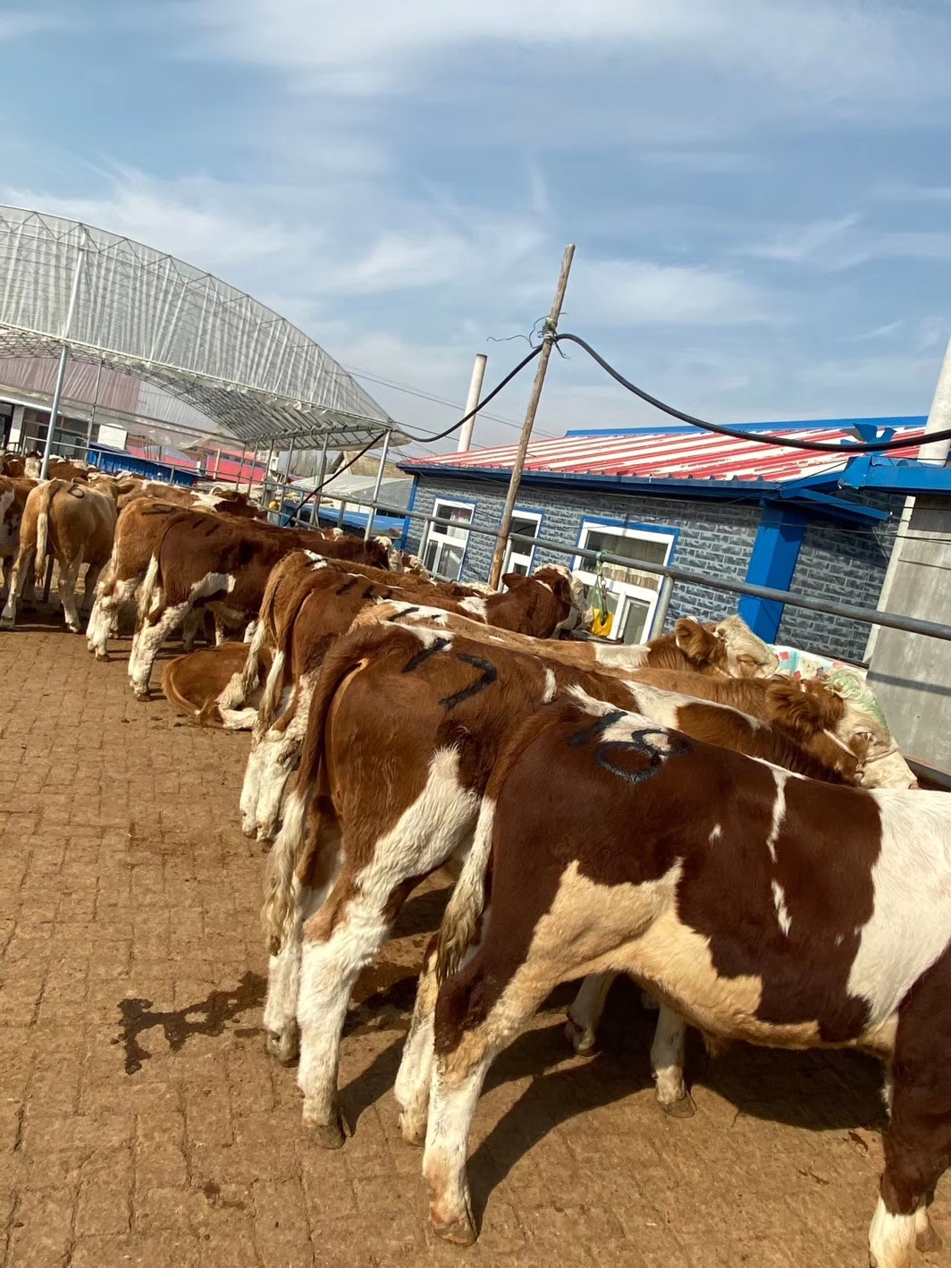 今年小牛价格为什么这么便宜,今年小牛价格是多少