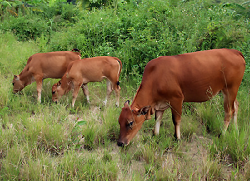 彭美竹评十佳农民,湖南临武县彭美竹养牛老板