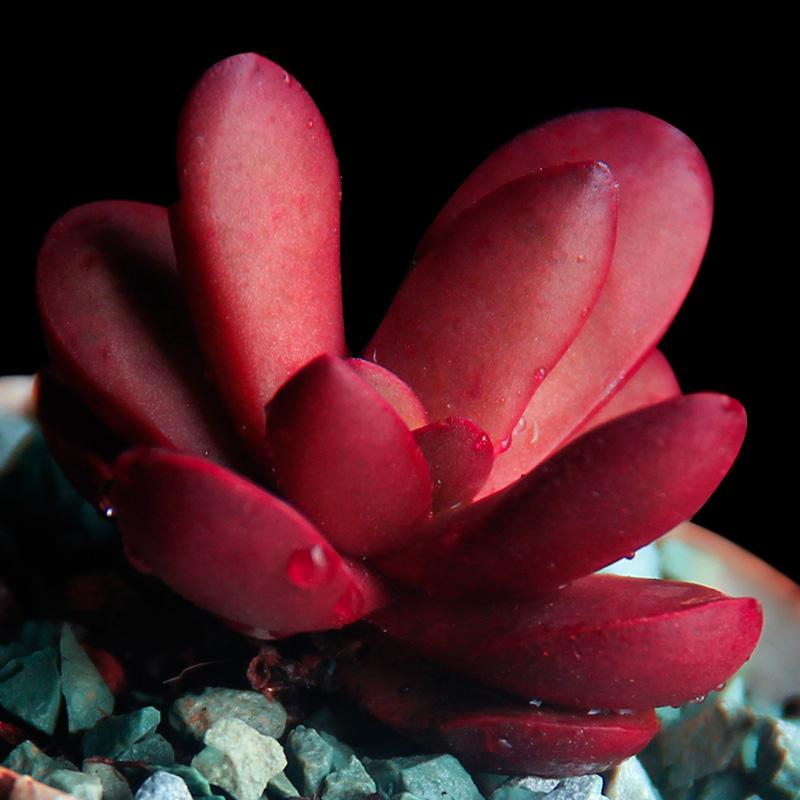 1000种多肉植物图鉴大全大图,景天科1000种多肉植物图鉴