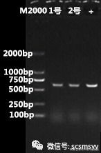 猪圆环病毒和副嗜血杆菌的关系,蓝耳病与猪圆环病毒