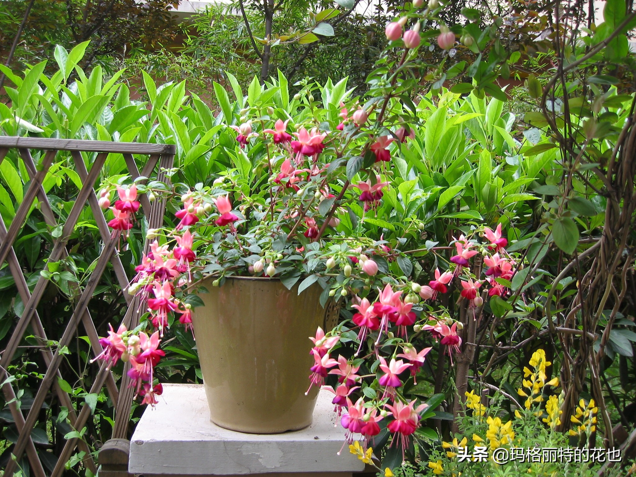 园丁金挂有排期吗,吊钟海棠怎么养护