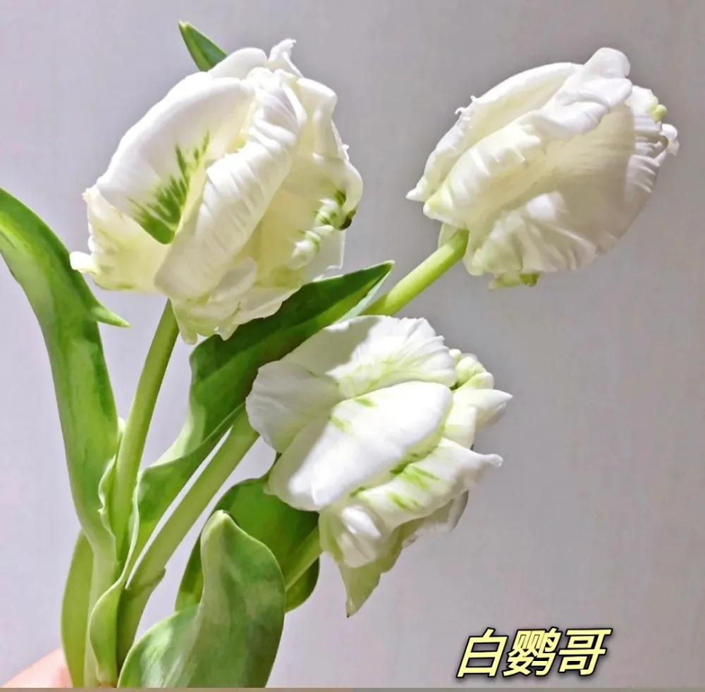 郁金香又叫什么名字,不同颜色郁金香的名字