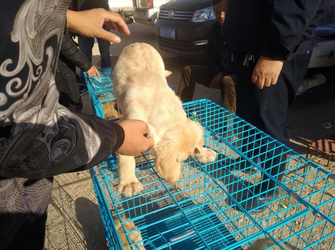 拉布拉多犬多少钱能买到,拉布拉多犬市场价多少钱一只